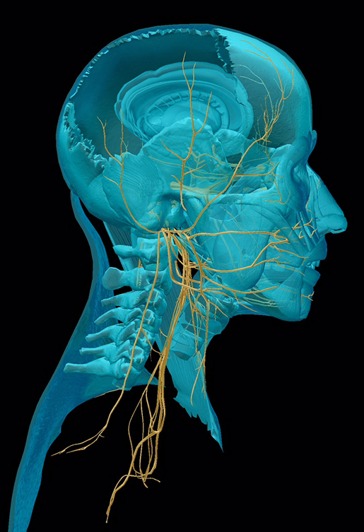 Cranial Nerves Anatomy